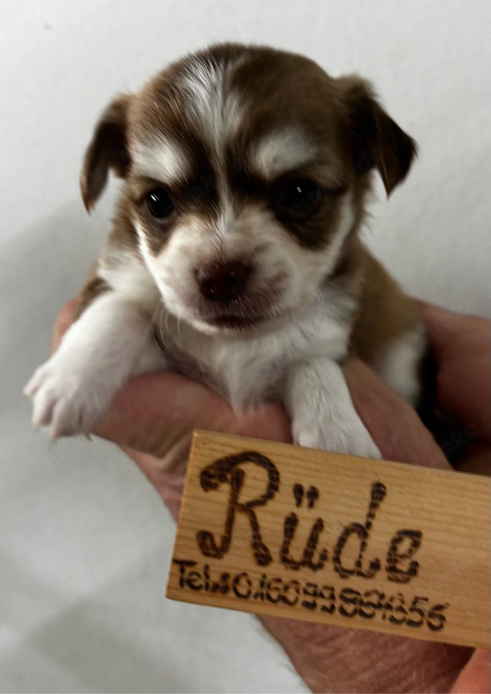 Chihuahua Welpen suchen ihr Zuhause