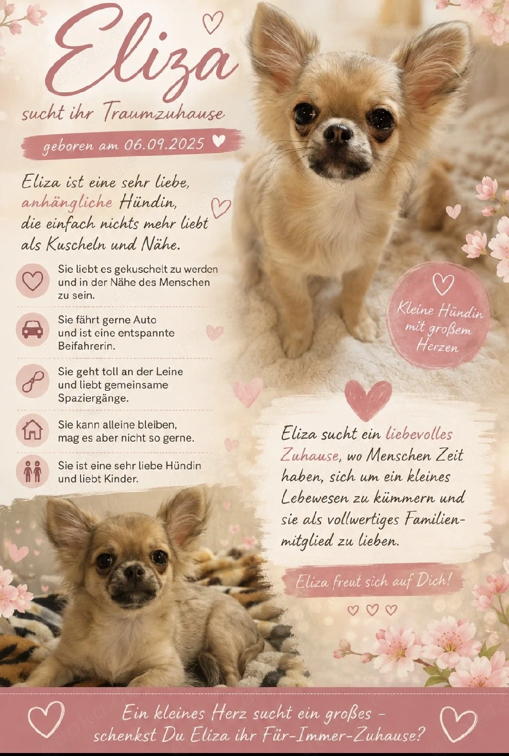 Unsere Mausi ist auf der suche nach ihr Zuhause.  Eliza ist Reserviert!!