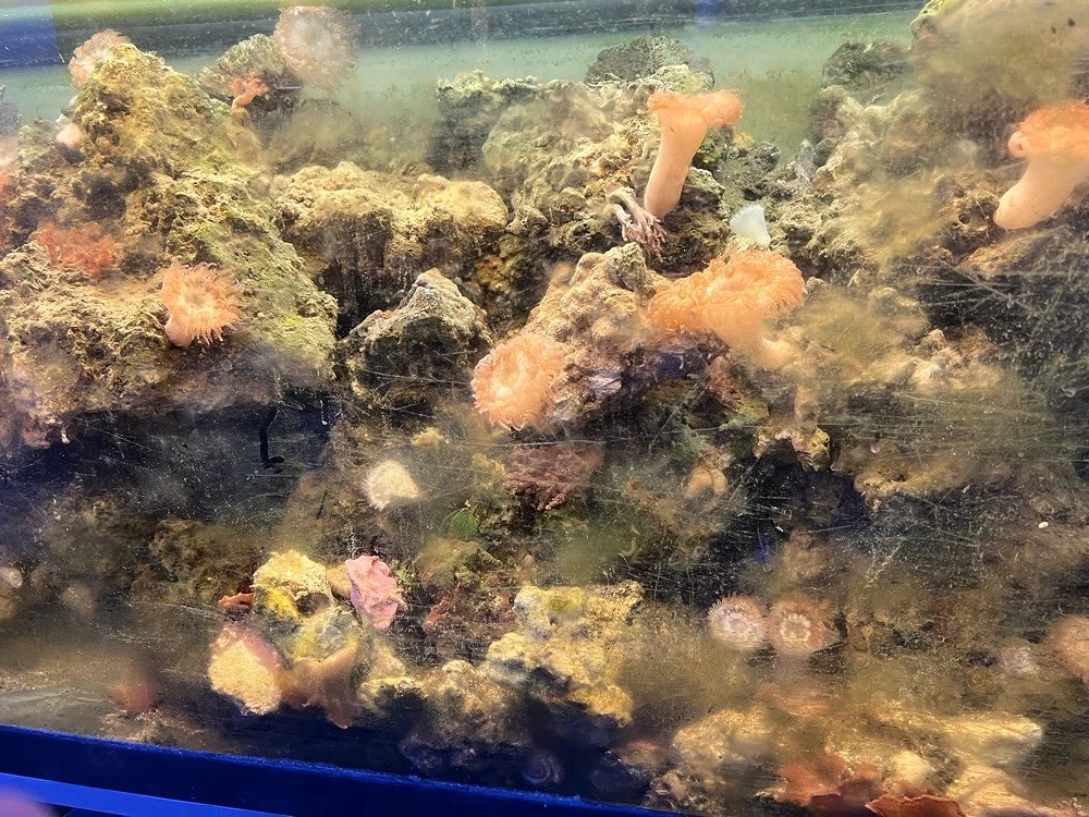 Aquarium gestein