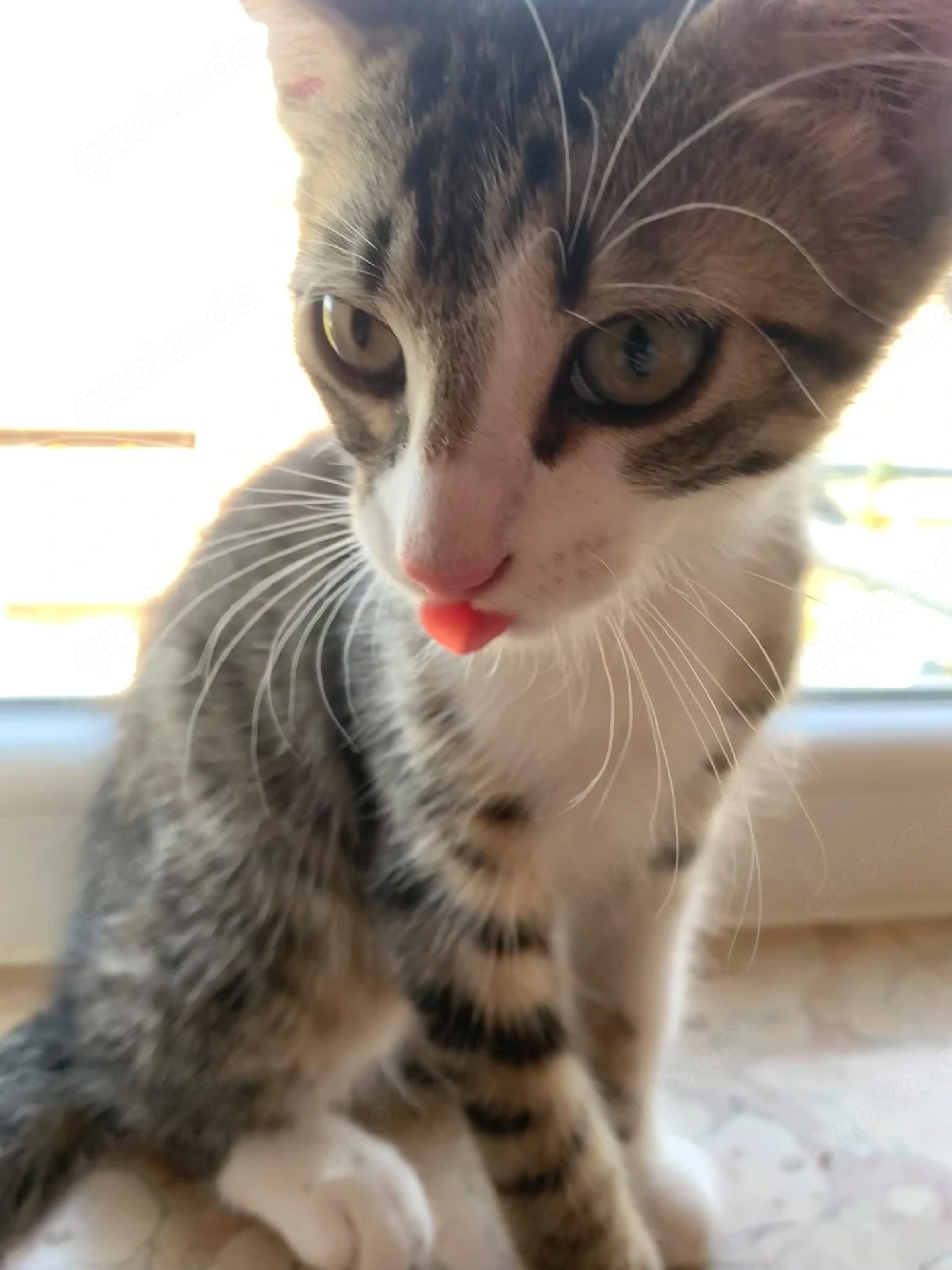 Unsere bkh mix(kater)-Norwegische waldkatze mix (katze), kitten suchen ein für immer zuhause !   