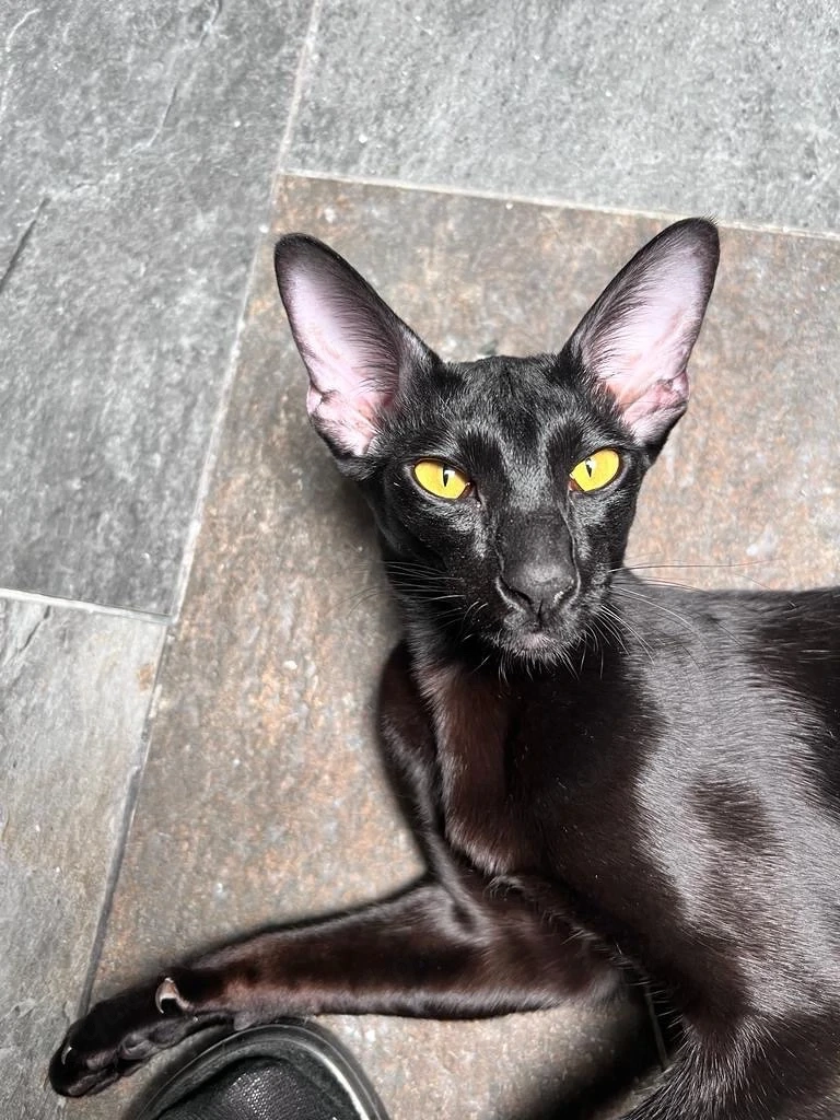 orientalische Kurzhaarkatze OKH in Einzelhaltung