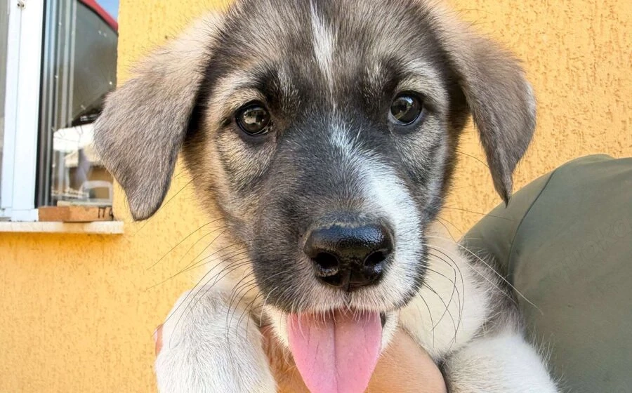 Zuhause gesucht für Rosie