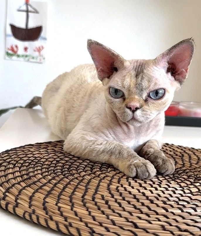 Devon Rex Katze
