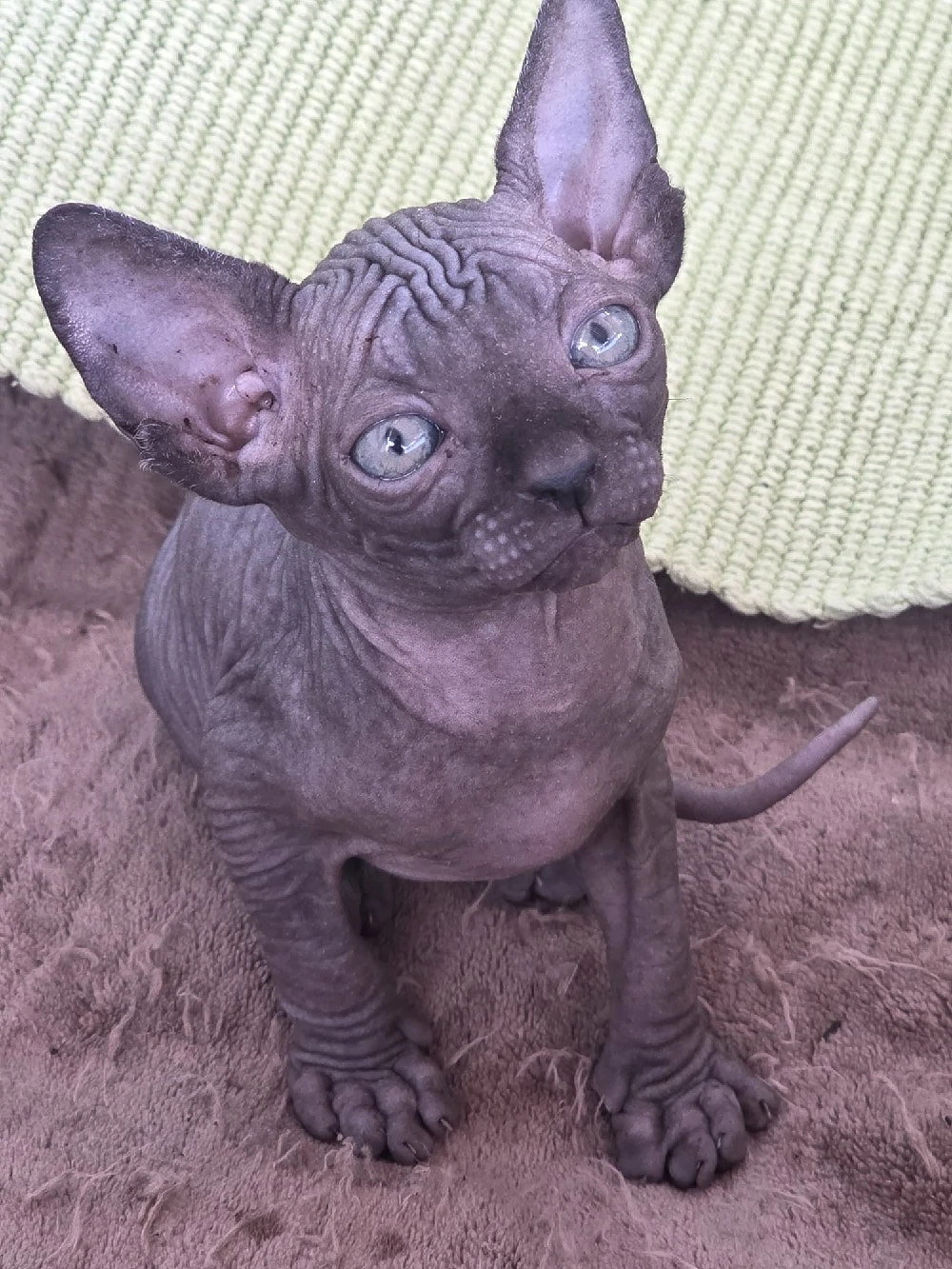 Canadische Sphinx