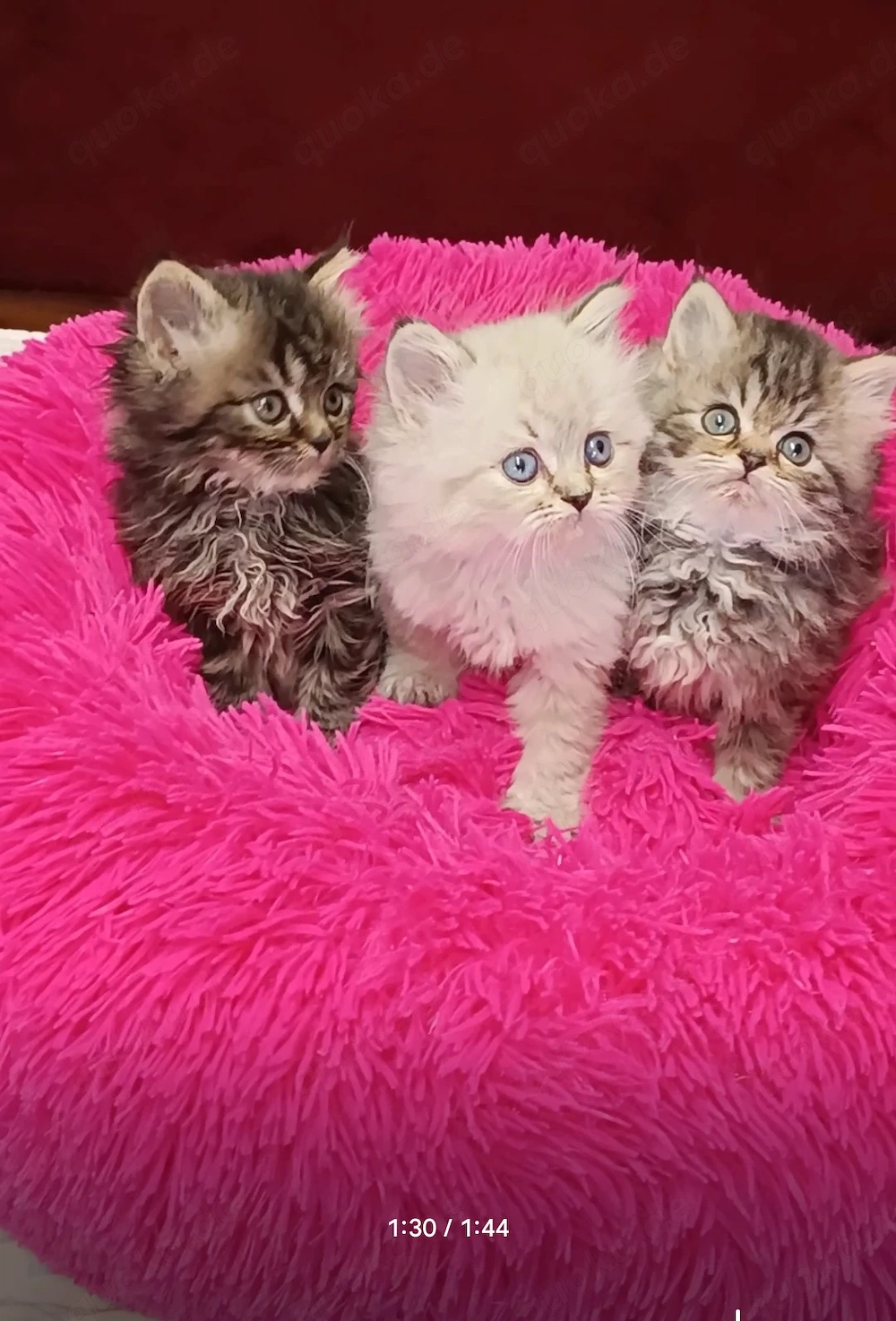 Abgabe bereit Wunderschöne Perser Kitten Katze mit blauen Augen 