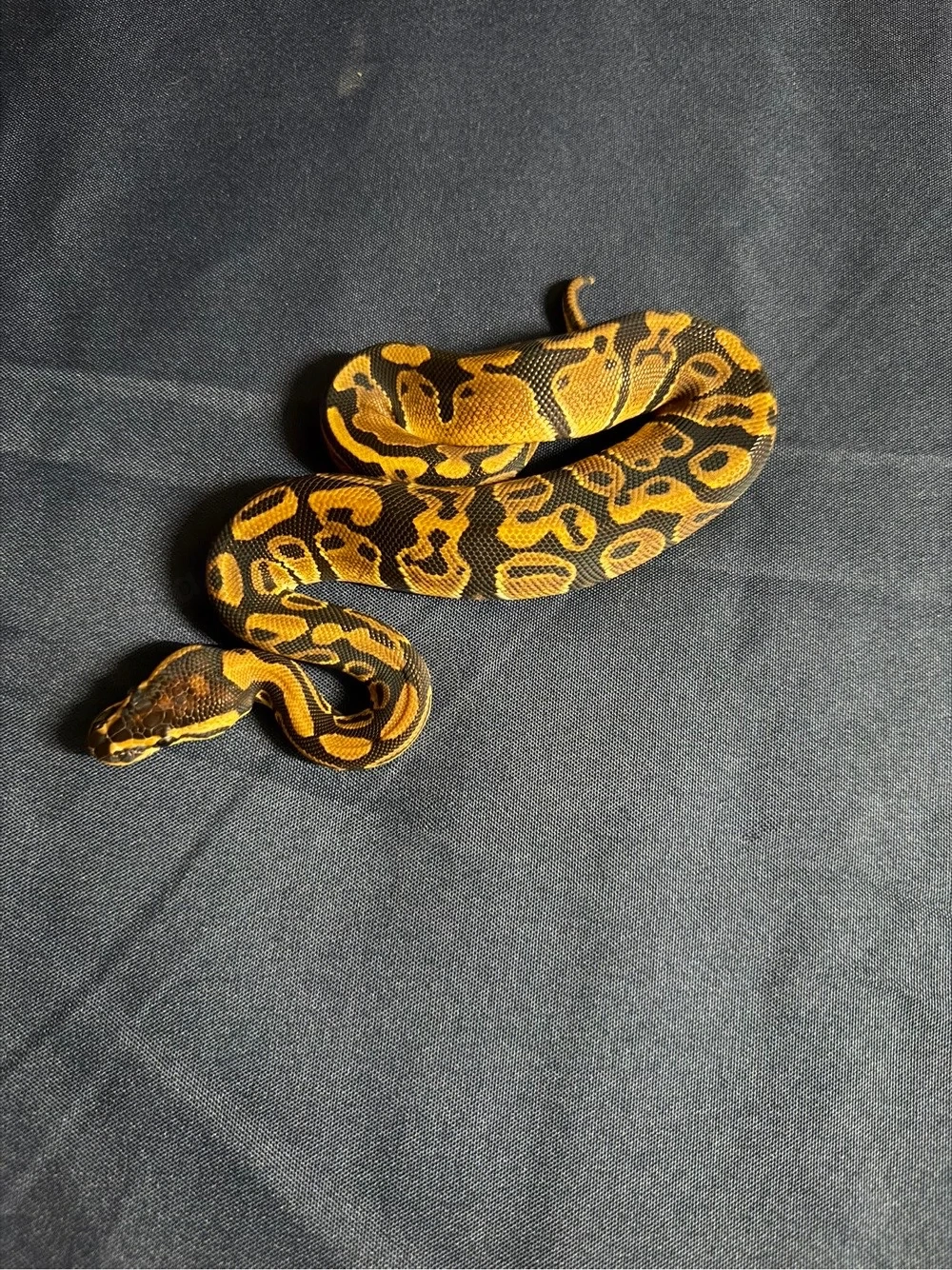 1,0 double het Clown Ultramel