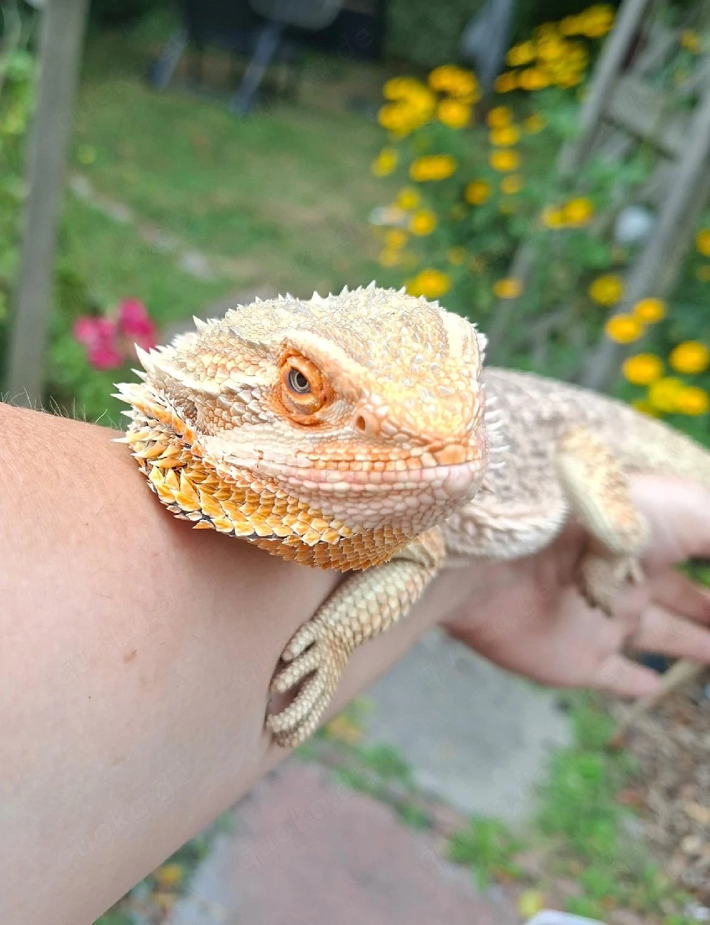 Männliche Pogona Vitticeps zu verkaufen