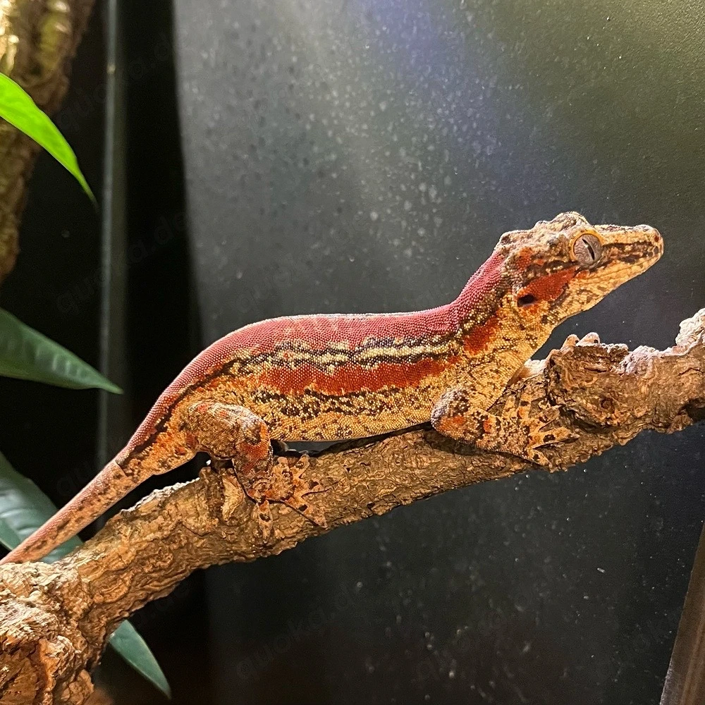 Höckerkopfgecko Weibchen (Six stripe)
