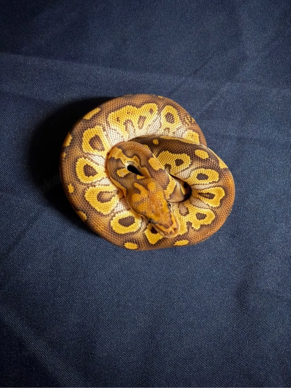 1,0 Mojave Clown