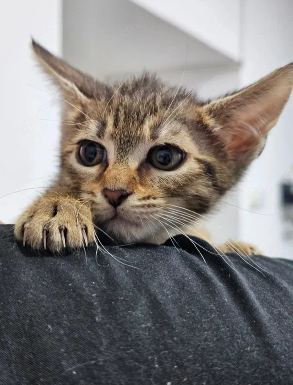 Toffee Sanftes Tigermädel sucht sichere liebevolle Familie