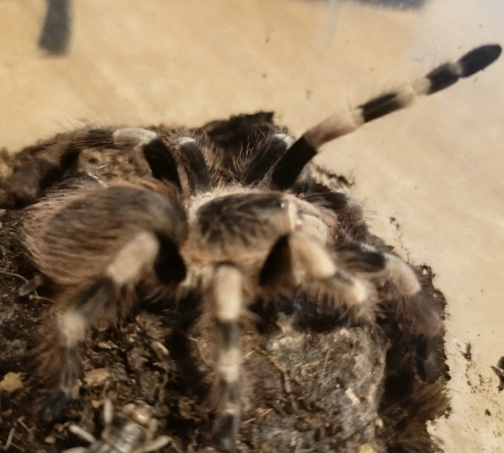 Nhandu colorotovillosus