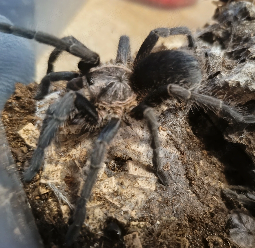 Phormictopus  sp. salinas