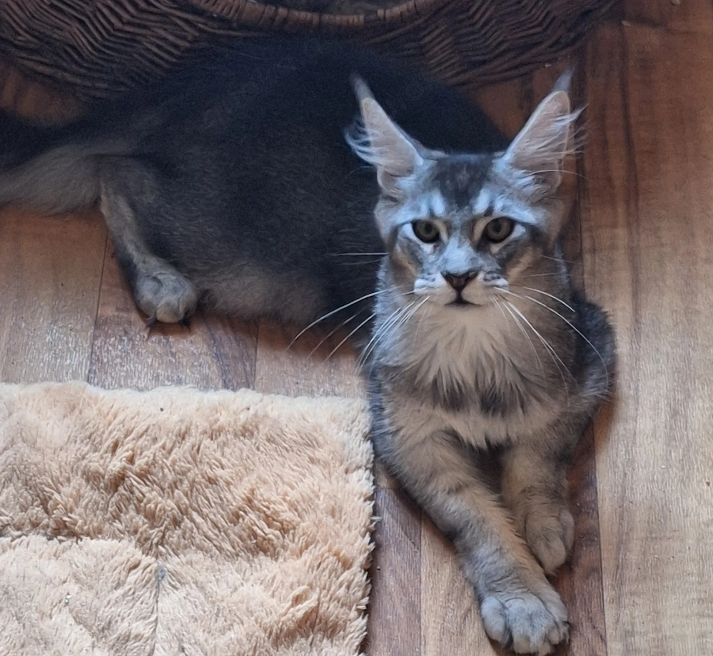 Maine Coon Mädchen