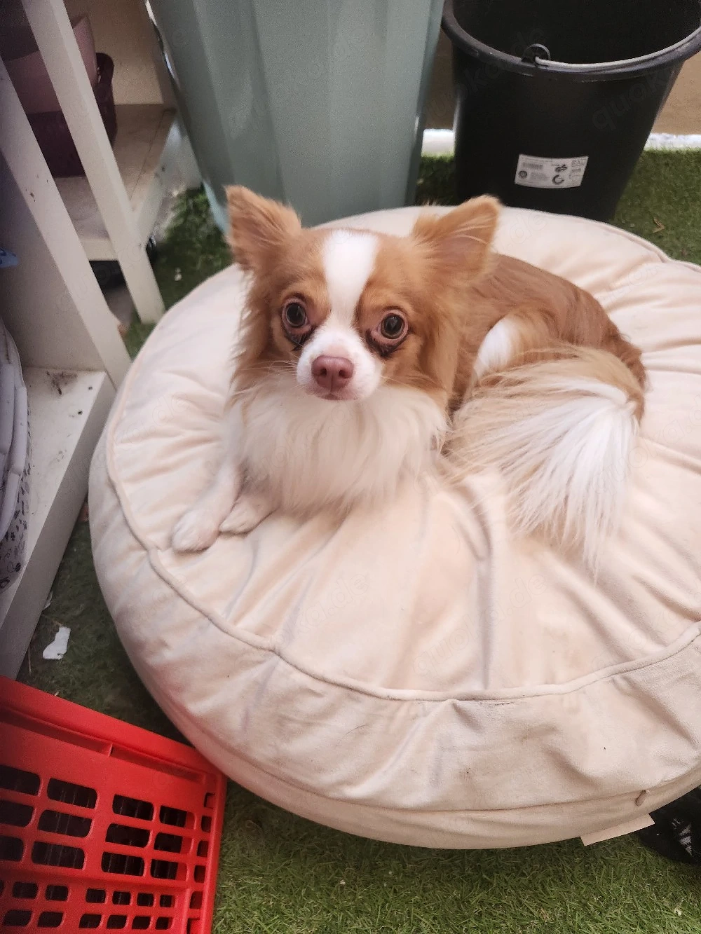 chihuahua welpen 