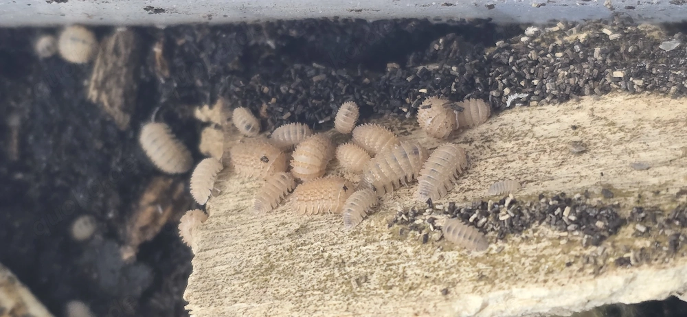 Cristarmadillidium muricatum Asseln 
