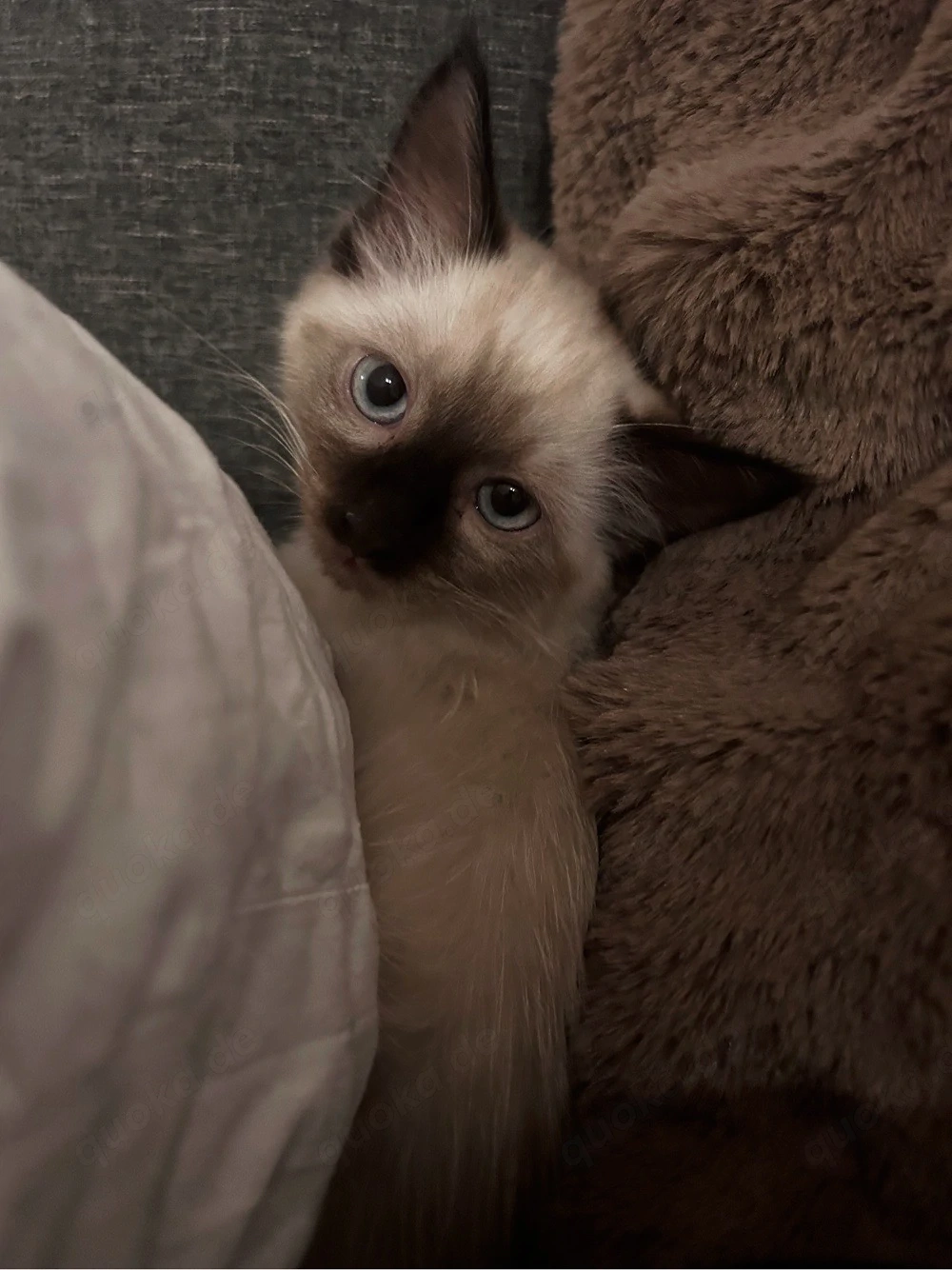 REINRASSIGE ragdoll kitten   