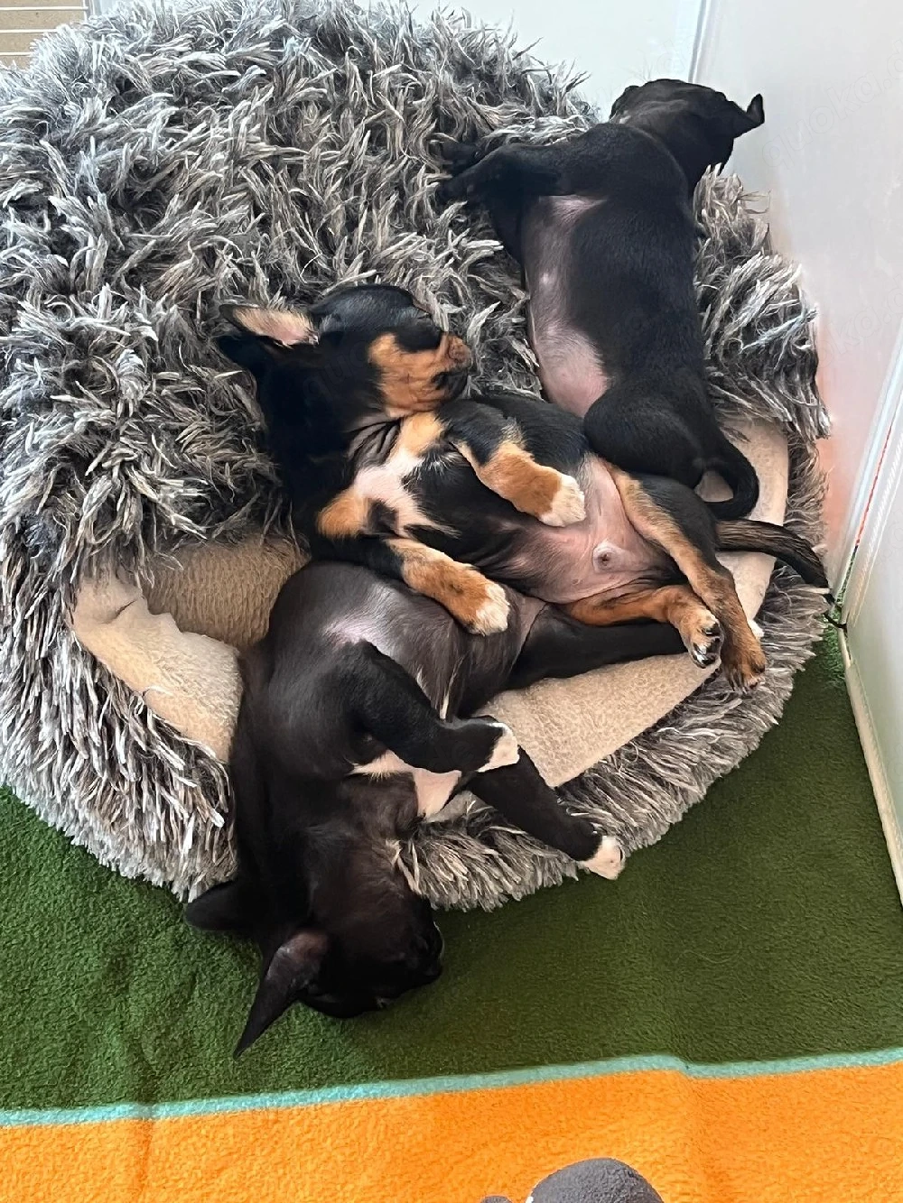 Kleine Kinder suchen Mama und Papa
