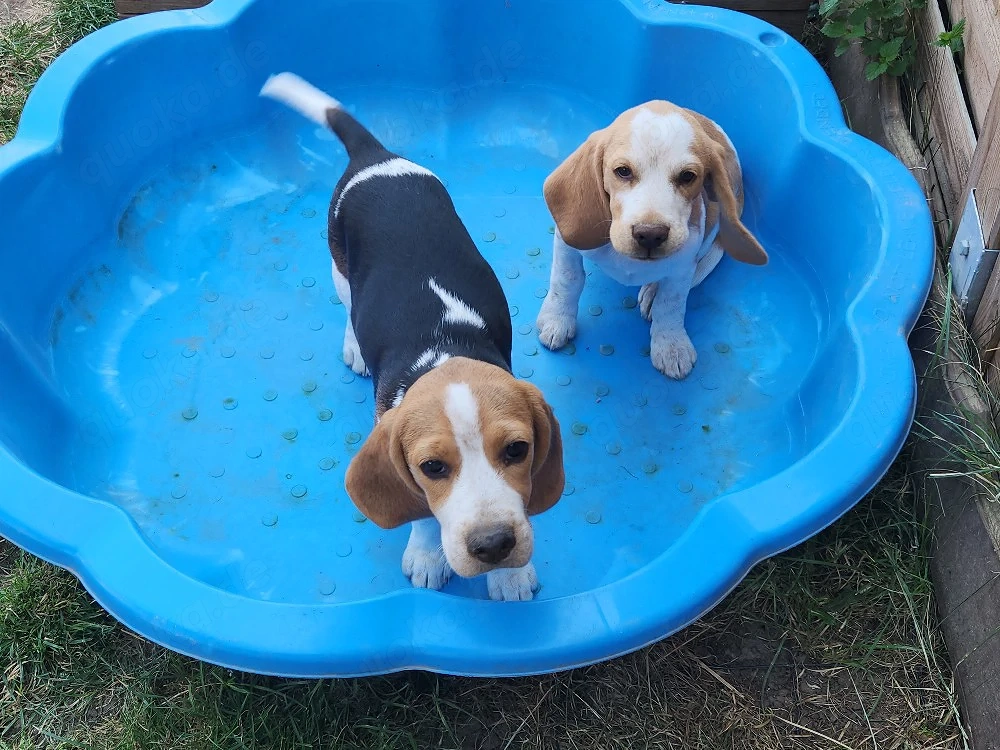 Beaglewelpen reinrassig mit Papieren 