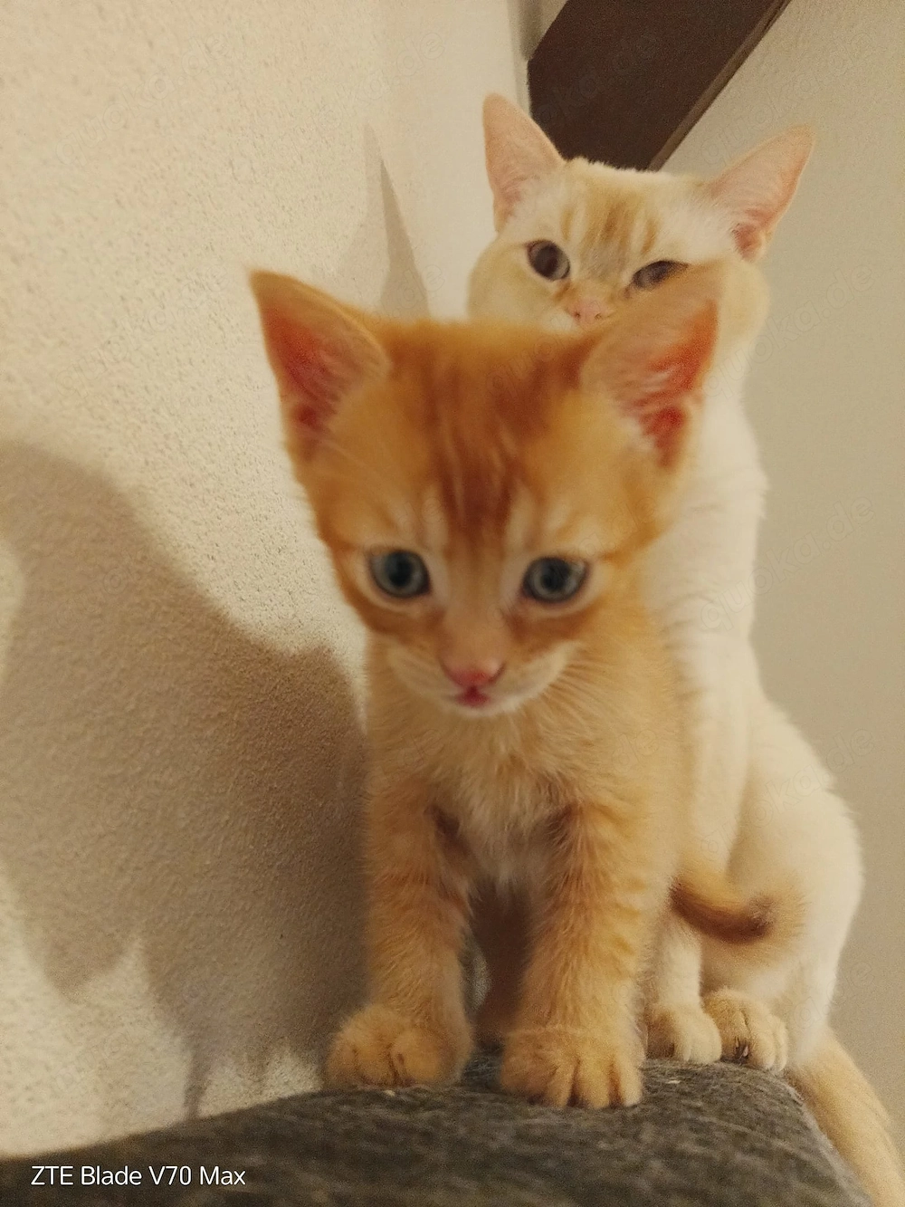 Zwei süsse Bkh Mix Kitten 