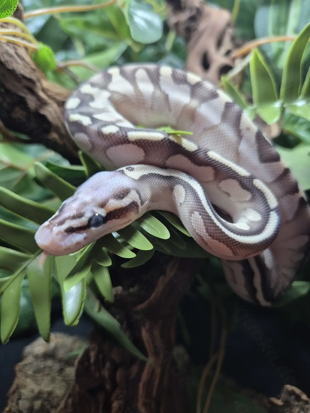 " RESERVIERT " 1.0 Calico Lesser Super Pastel NZ.26 - Königspython Python regius