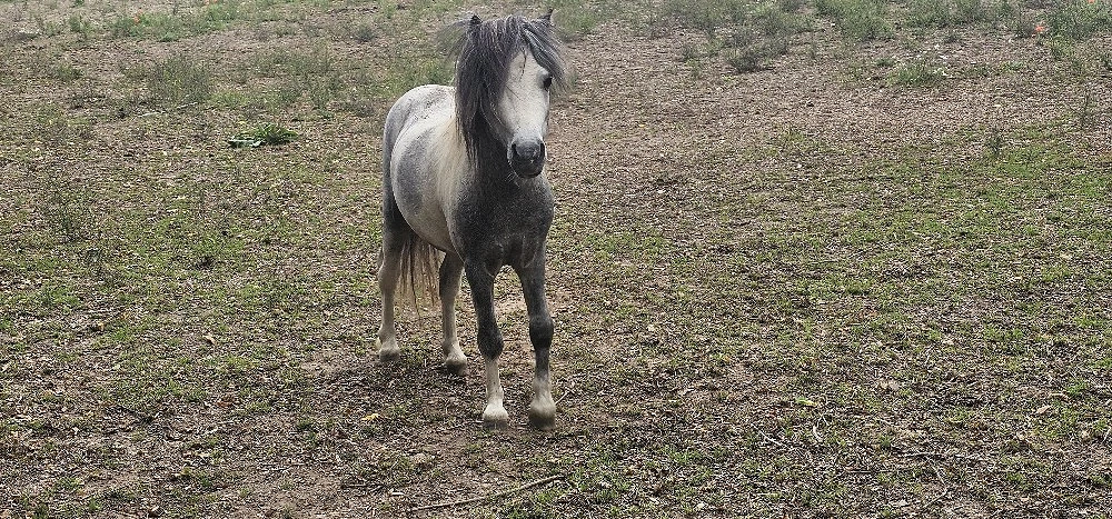Shetty 4 Jahre 