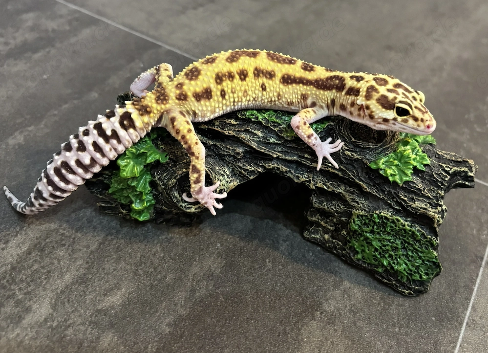 Leopardgecko 0.1 Weibchen - Raptor Mack Snow
