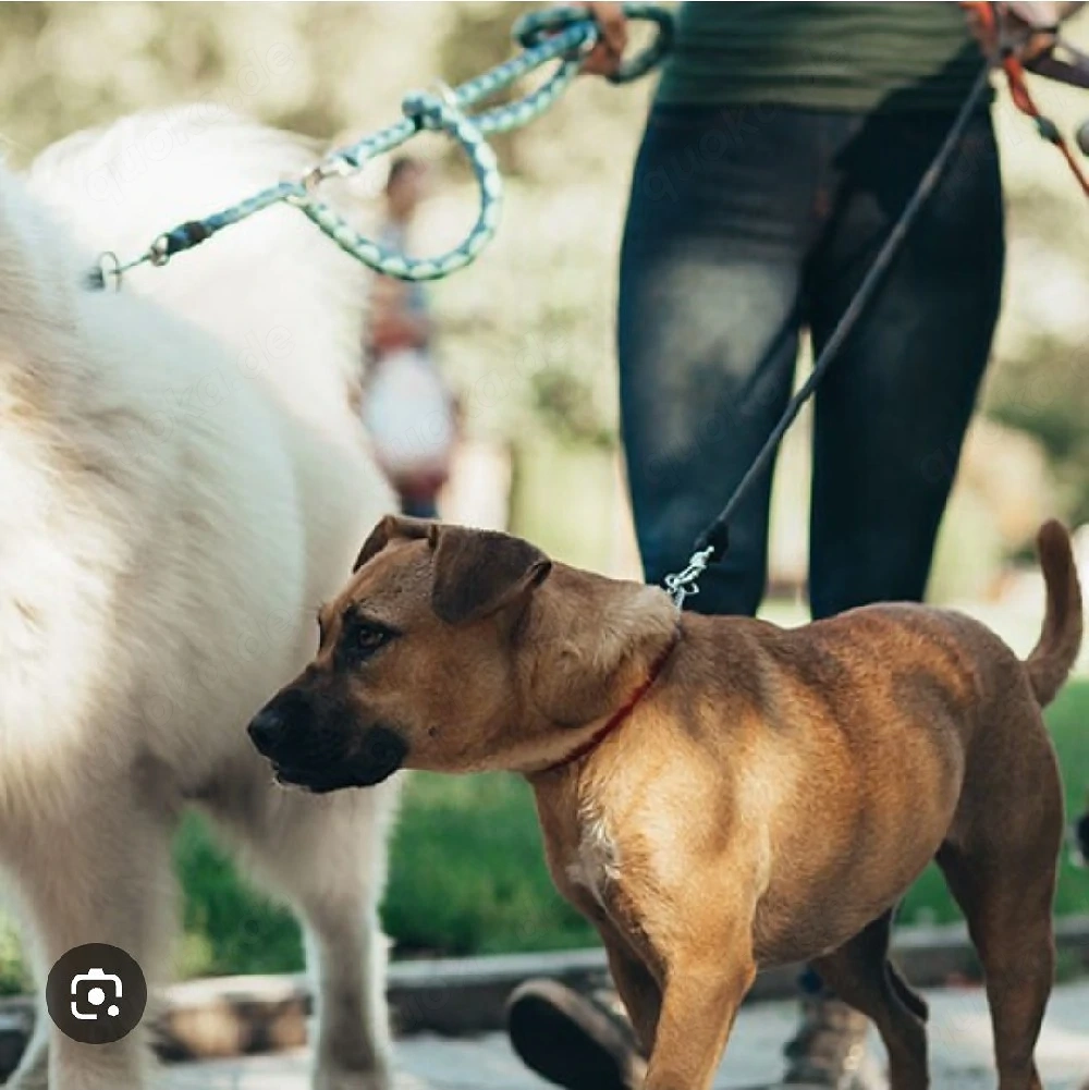 Hundebetreuung (alle Rassen)