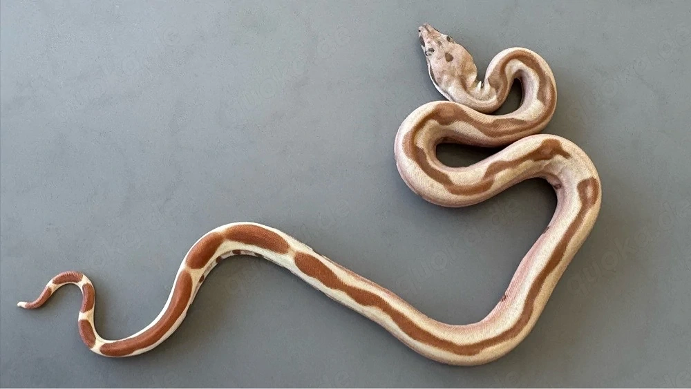 Hypo Img sterling, Vpi Sunglow , fluorescent Red Kornnattern