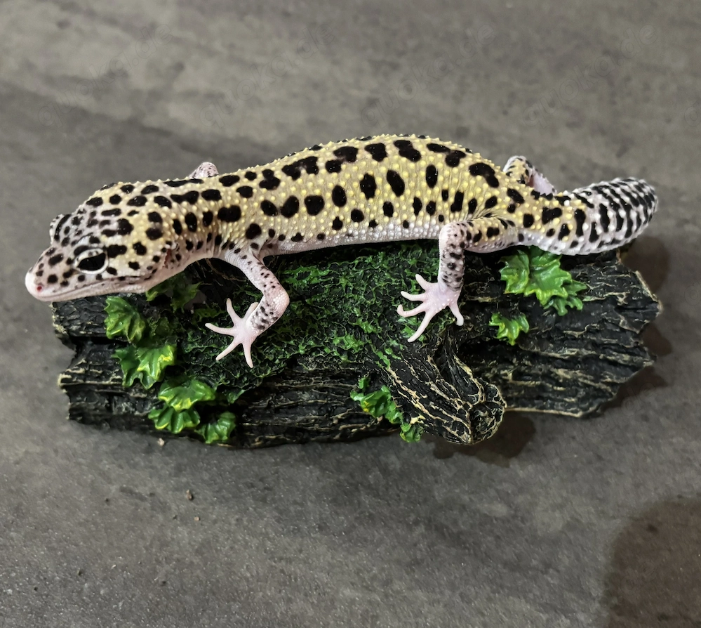Leopardgecko 0.1 Weibchen Mack Snow Eclipse 66% het TA