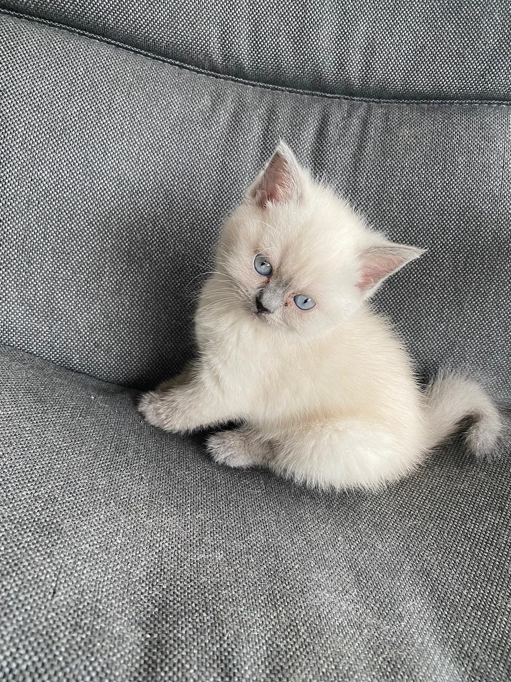 Wunderschönes, reinrassiges British Shorthair BKH Mädchen in Colorpoint (blaue Augen)