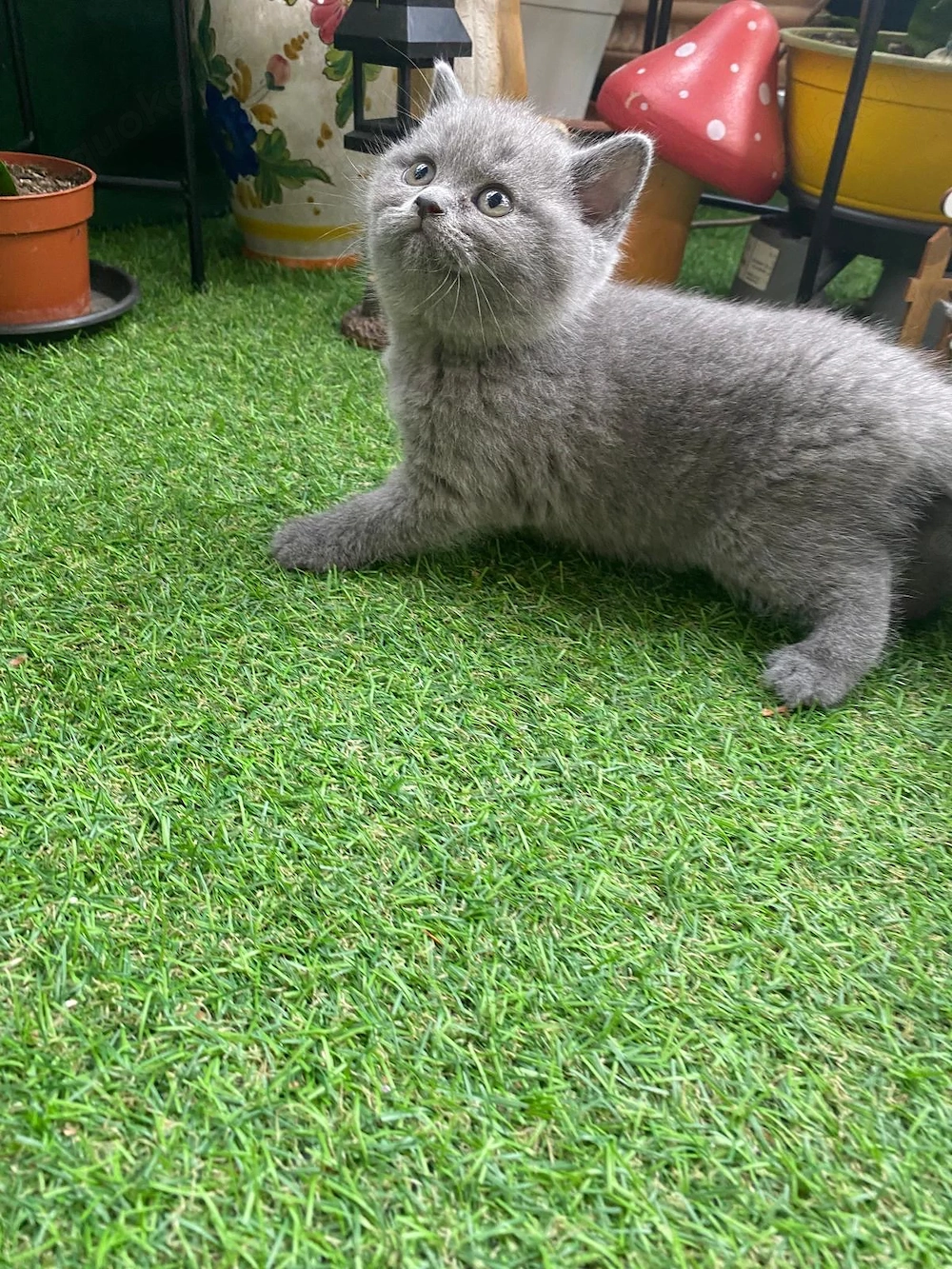 Traumhafter, reinrassiger British Shorthair BKH Kater in Blue (Grau)