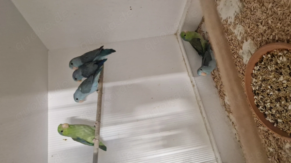 Blaugenick-Sperlingspapagei 