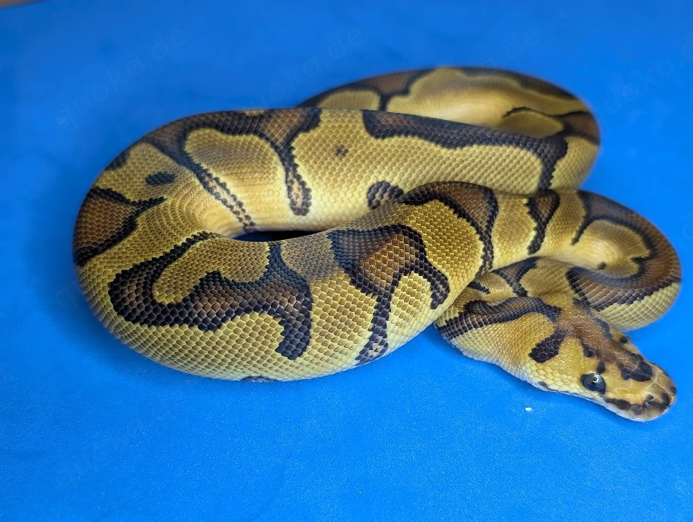 1.0 Enchi Clown 