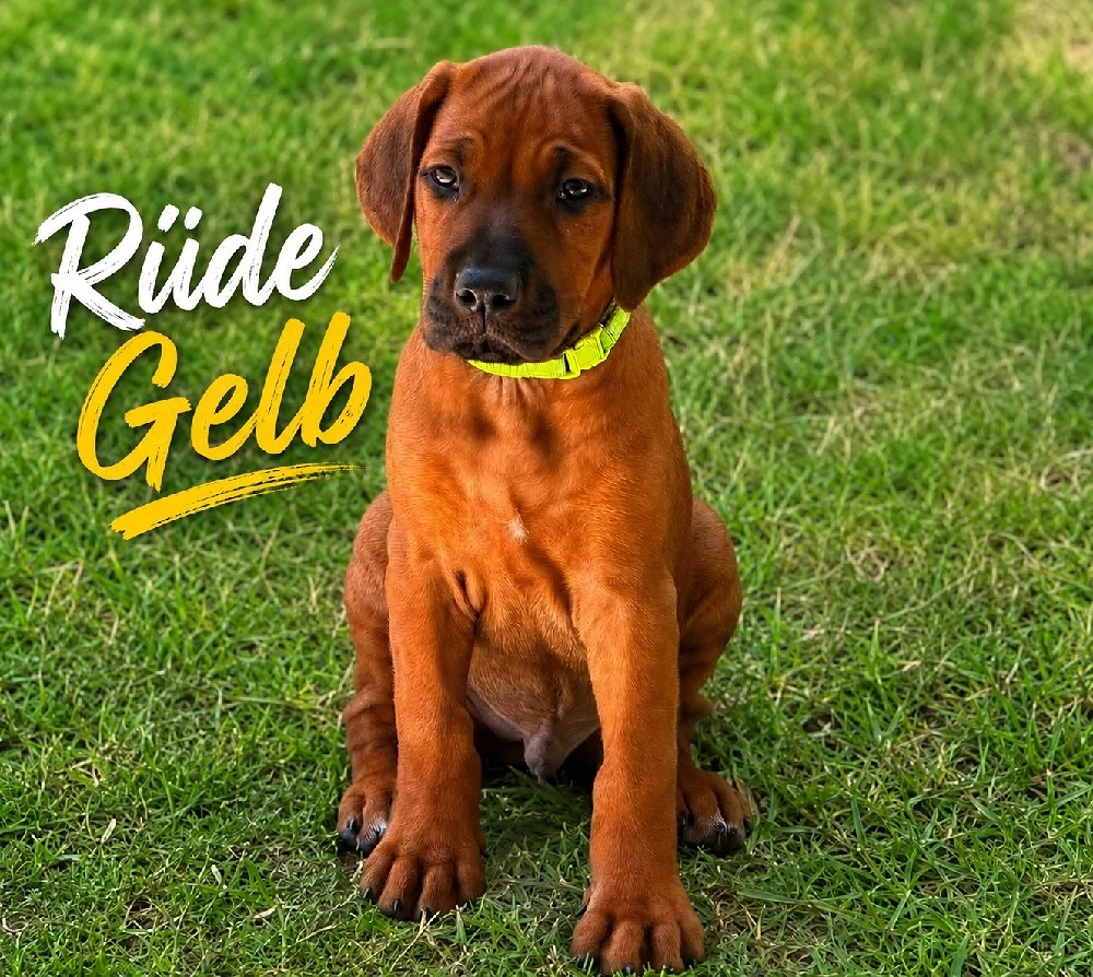 Drei bezaubernde Rhodesian-Ridgeback