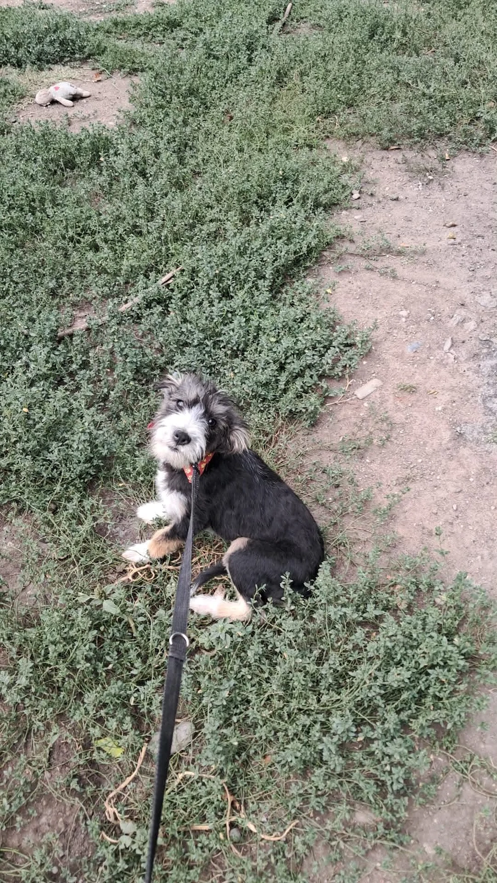 Emmi, kleines Hundemädchen sucht schönes Zuhause