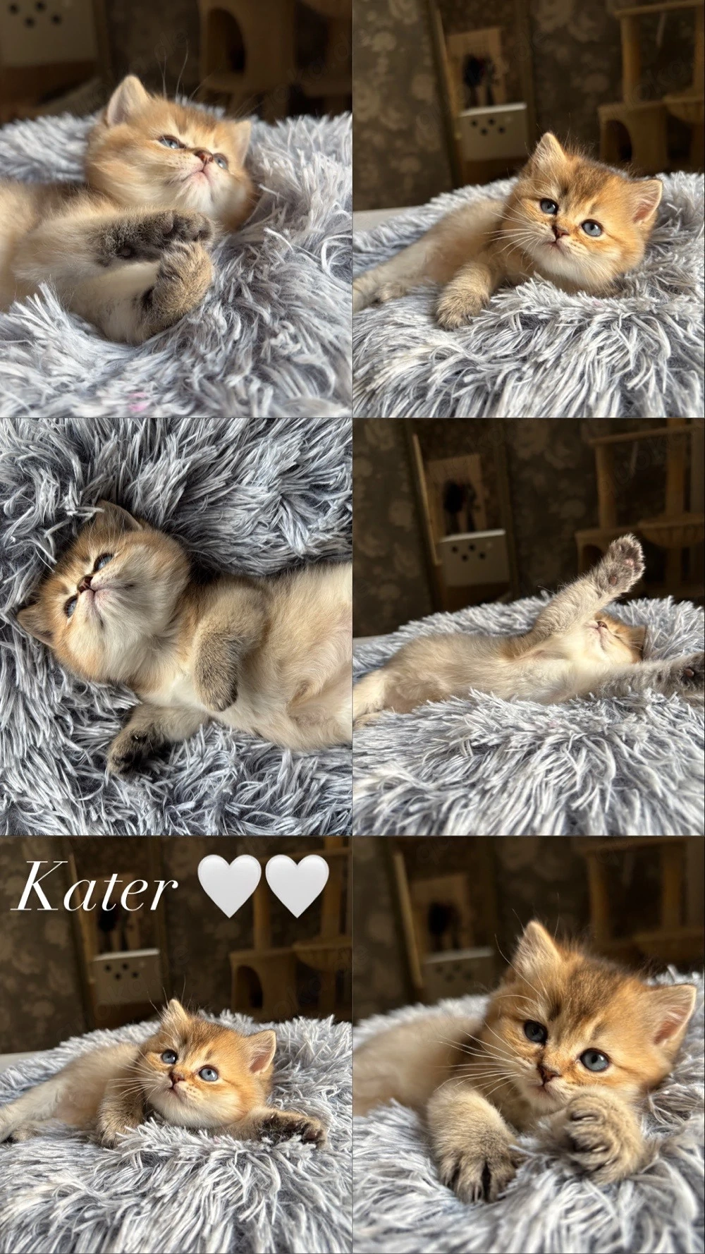    Liebevoller British-Langhaar-Mix Kater sucht ab 12 Wochen sein Zuhause