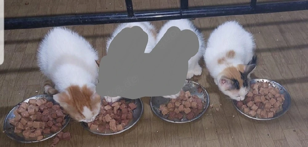 Britisch kurzhaar Mischlings Kater