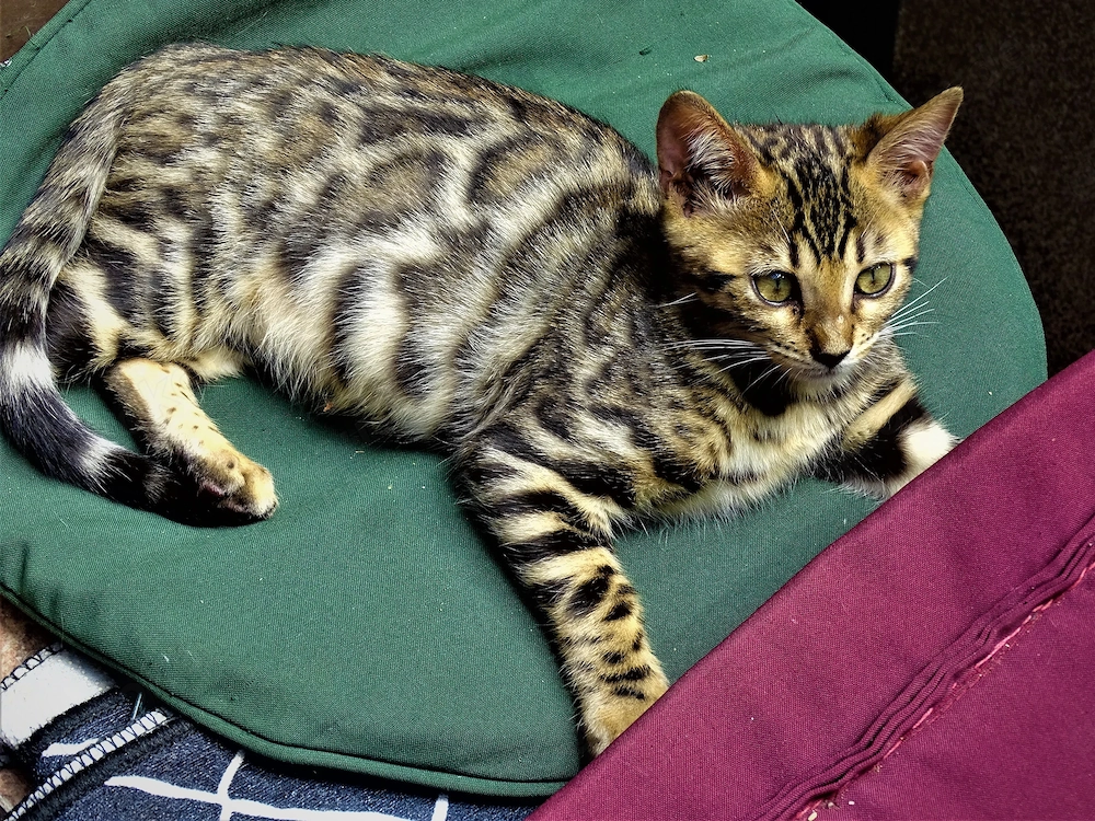 Extra klassige Bengalkatze mit blaue imfopes und große Rosette