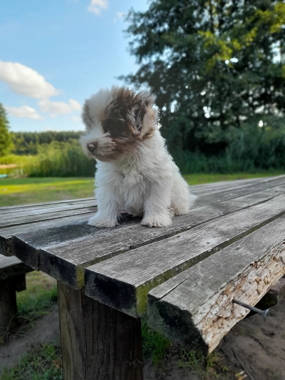 zu Hause gesucht für Yorki Rüde