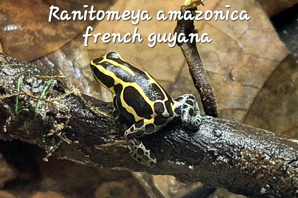 Ranitomeya amazonica french guyana 