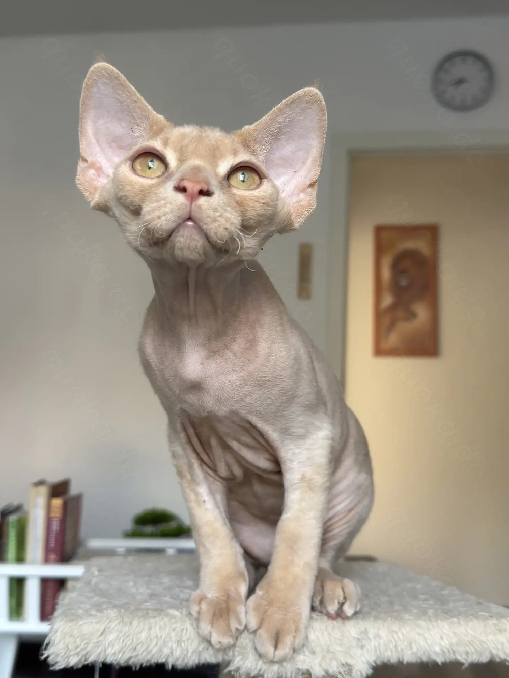 Devon Rex Junge