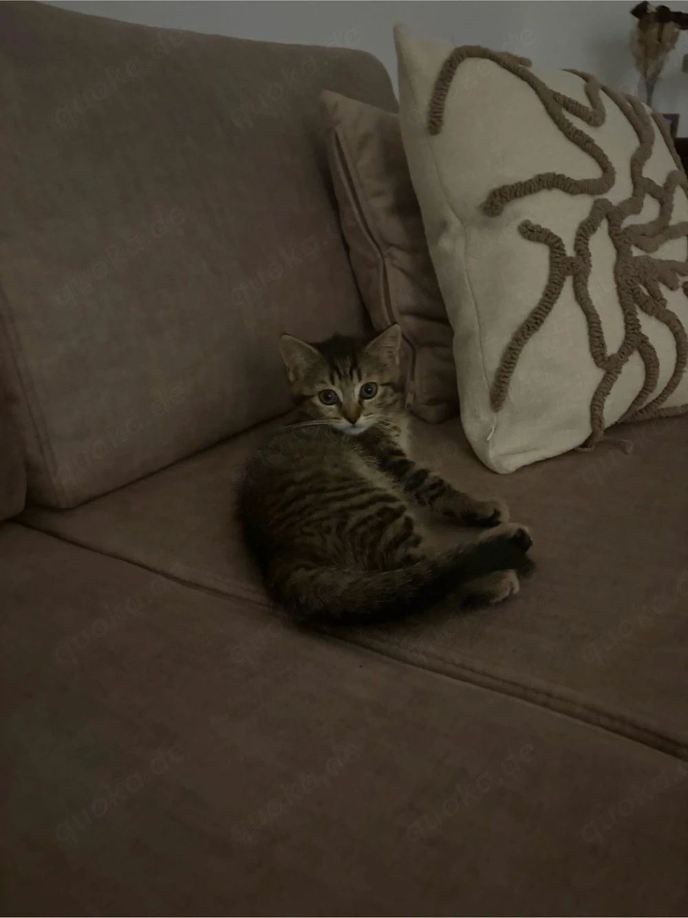 BKH baby katze 