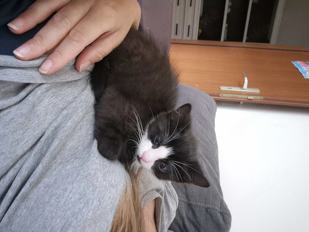 Katze Kitten Hauskatze