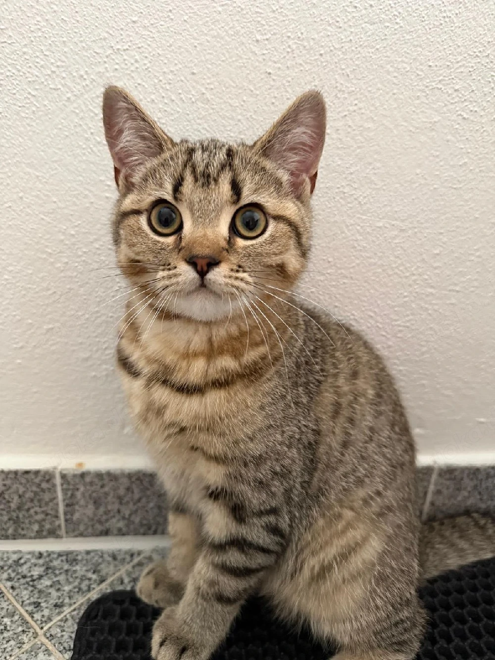 Zwei wunderschöne Britisch-Kurzhaar-Kater, 5 Monate, suchen ihr Zuhause