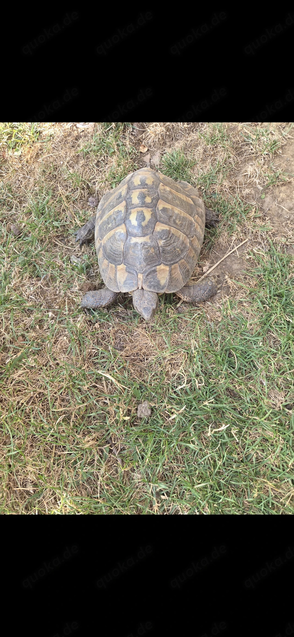 Landschildkröte zuverkaufen