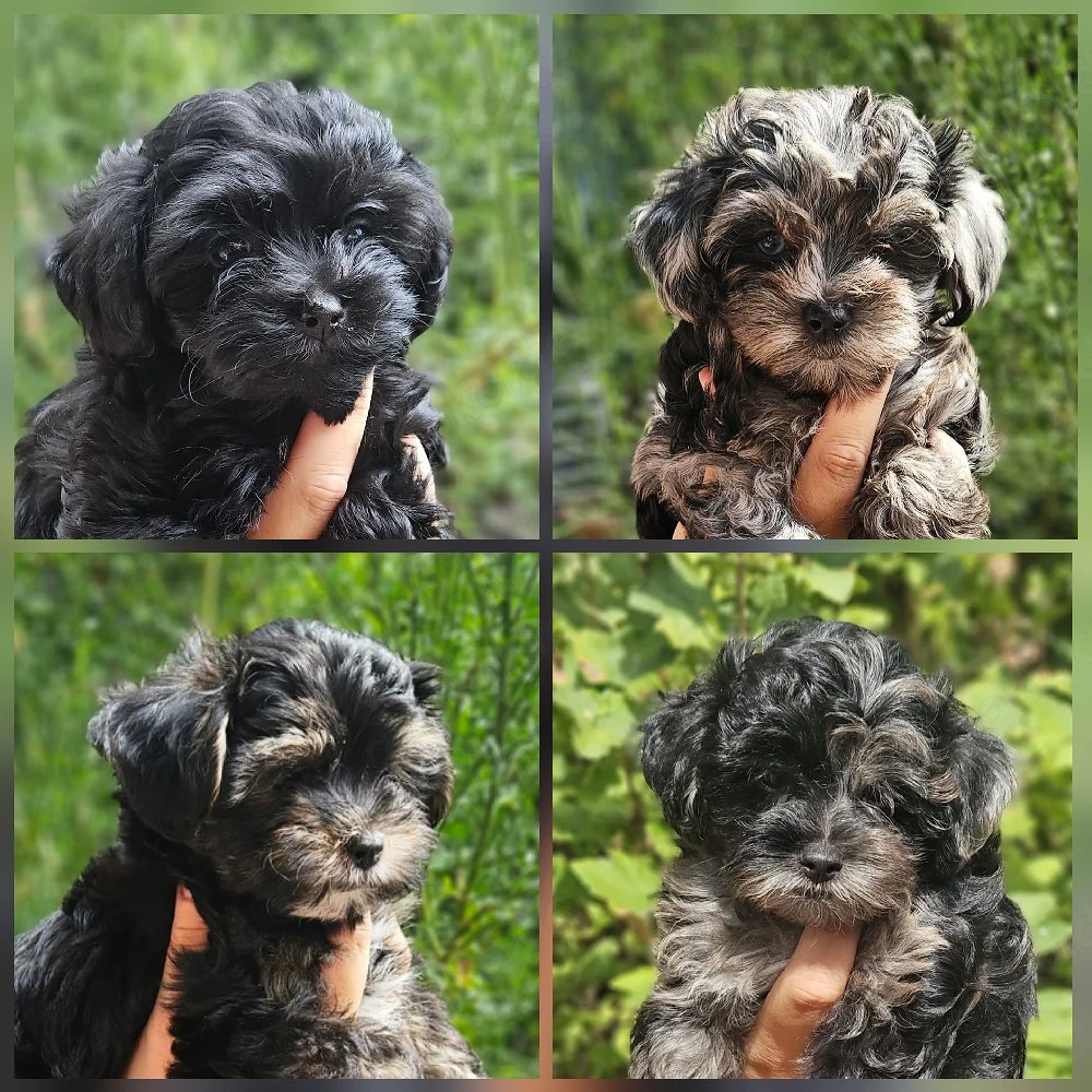 ** Mini Yorkiepoo Welpen ** 2-3 kg Toypudel x Merle Biewer Yorkshire Terrier wie Maltipoo