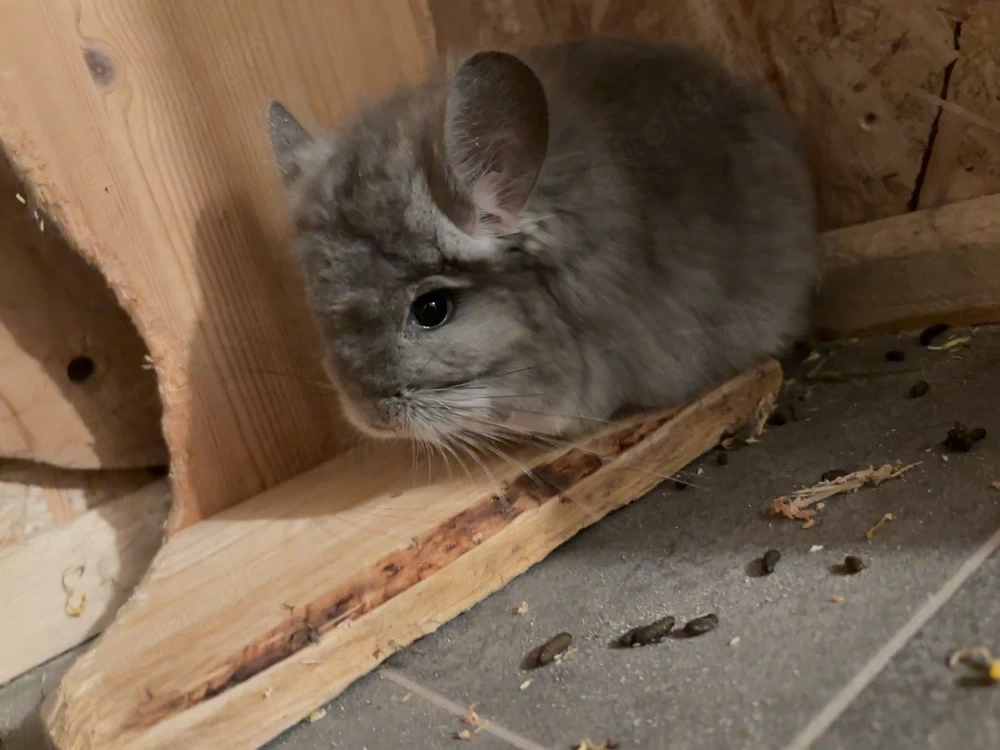 Chinchilla Grace sucht neuen Wirkungskreis 