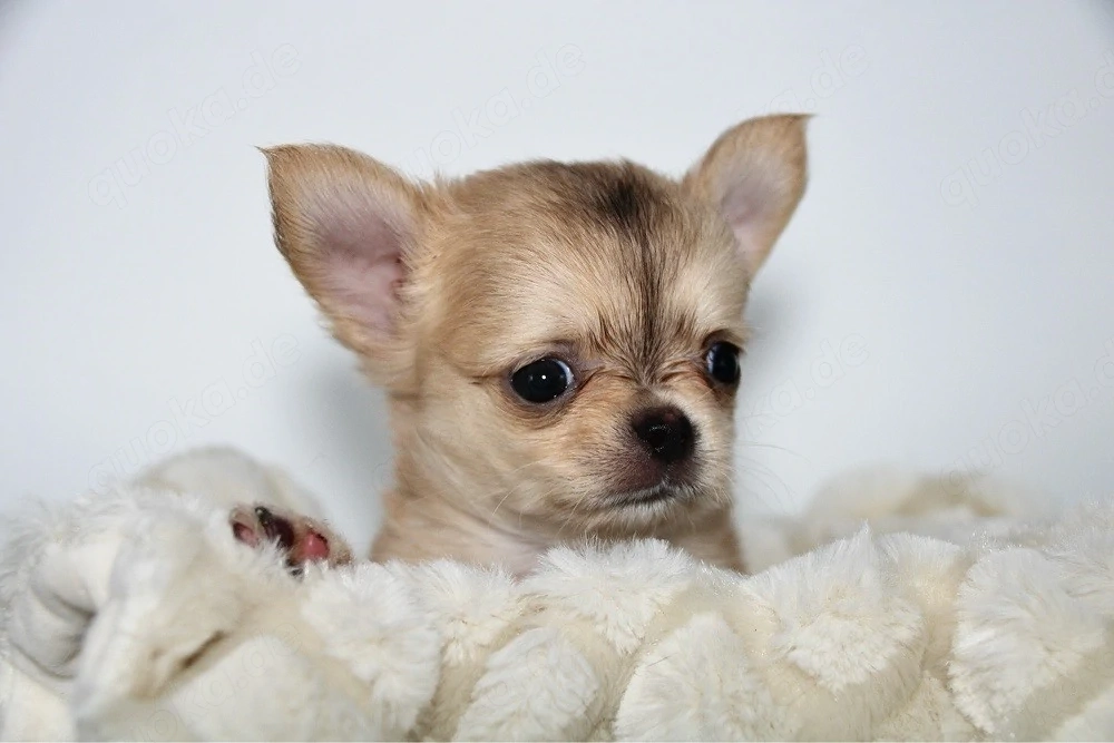 Chihuahua Welpe - Schoko Husky Langhaar Rüde
