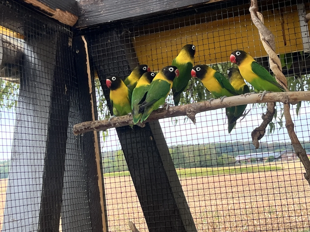 Schwarzköpfchen (Agapornis personatus)