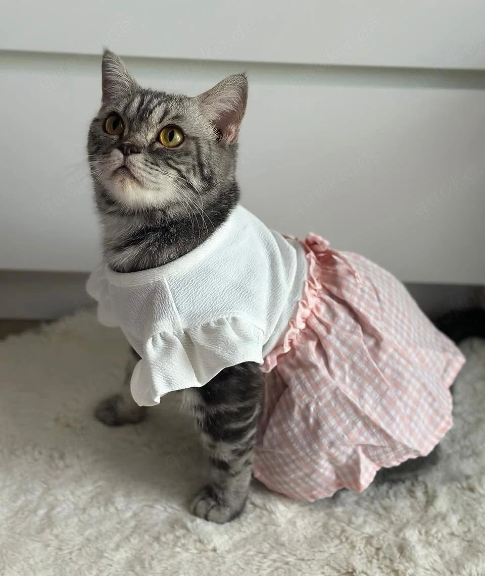 BKH Katze Grau getreift